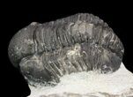 Bargain, Gerastos Trilobite Fossil - Morocco #52155-2